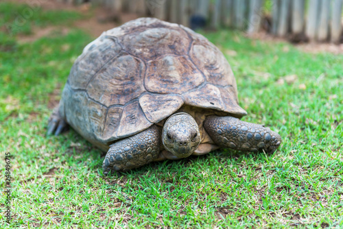 The elephant turtle on the grass.