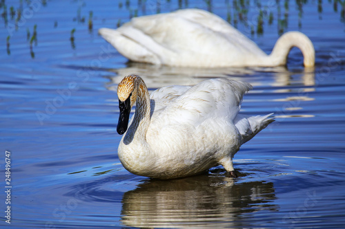 Trumpeter swans in Yellowstone National Park, Wyoming photo