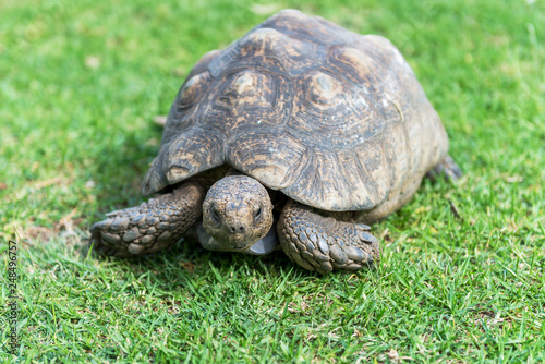 The elephant turtle on the grass.