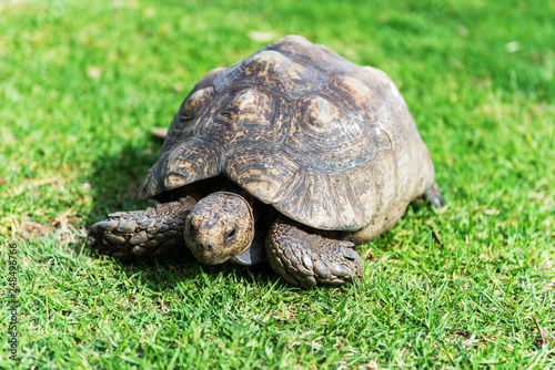 The elephant turtle on the grass.
