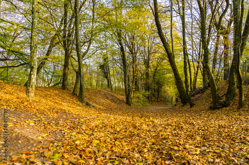 Colorful forest trail in pretty autumn mood