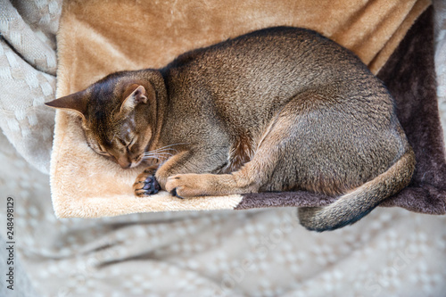 Beautiful abyssinian female cat. Sleeping cat. 