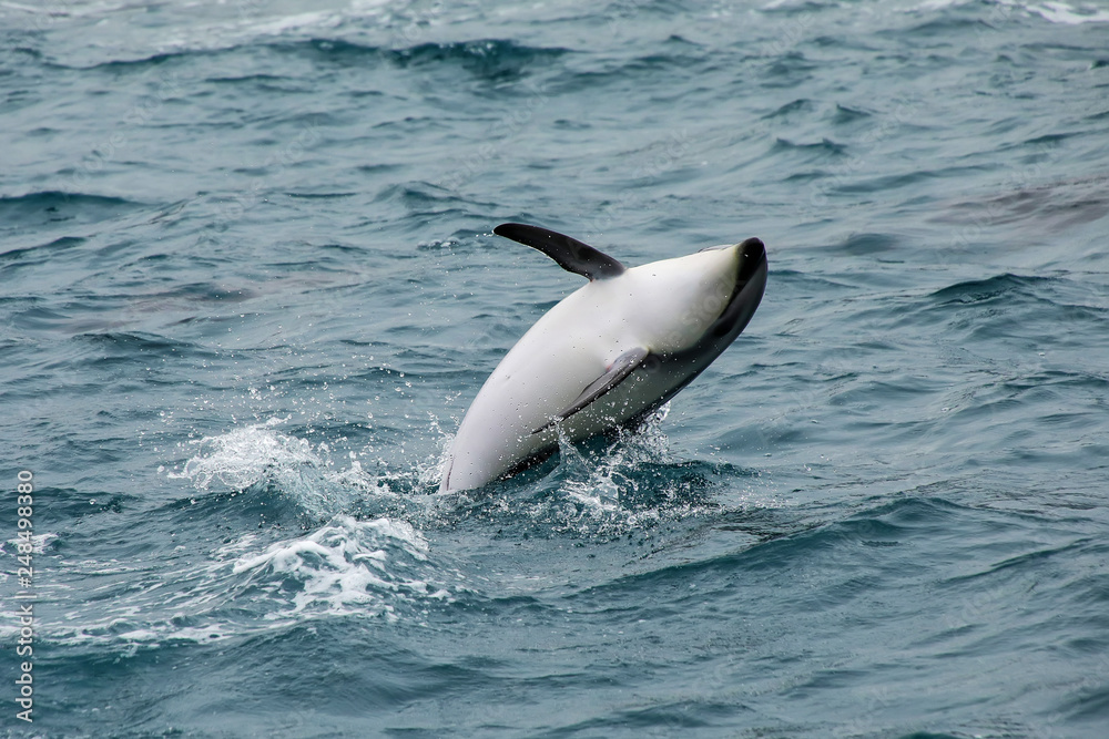 Naklejka premium Dusky dolphin leaing out of the water