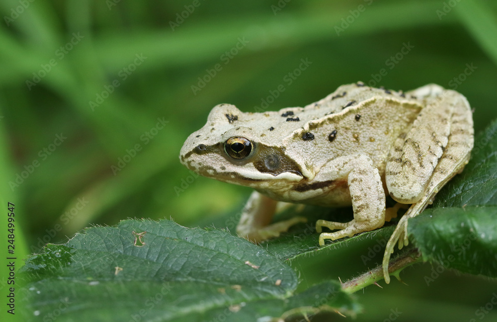 A small Common Frog or European Common Frog (Rana temporaria) sitting on a leaf. A small Common Frog or European Common Frog (Rana temporaria) sitting on a leaf.