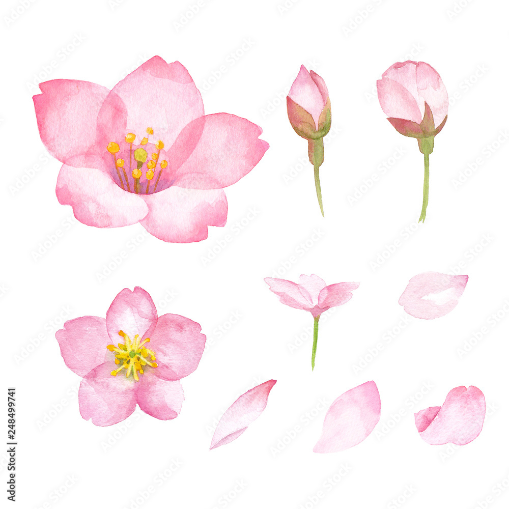 桜のパーツの水彩イラスト 花 つぼみ 花びら Stock Illustration Adobe Stock