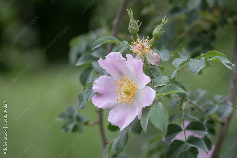 Obraz premium Rosa canina Hundsrose in Blüte