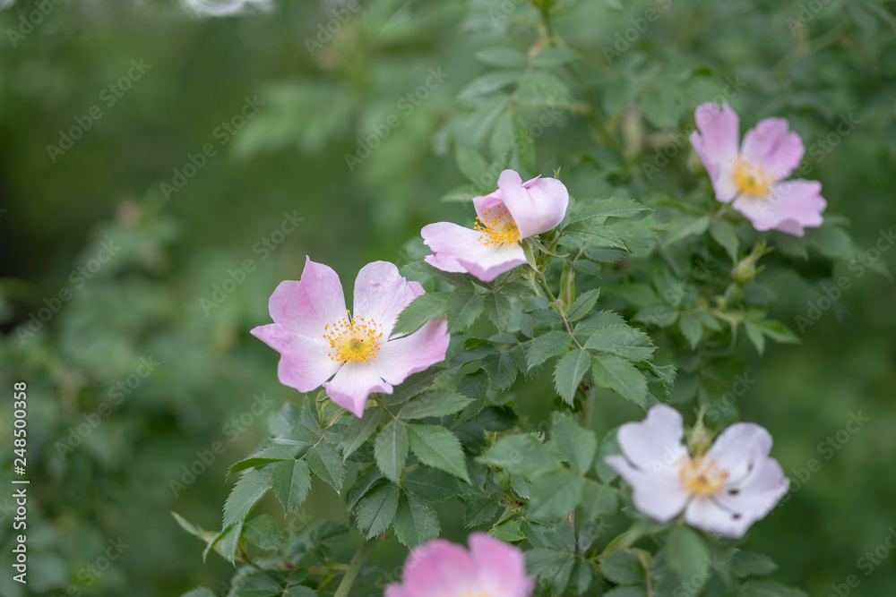 Rosa caninas Hundsrose in Blüte Rosa caninas Hundsrose in Blüte