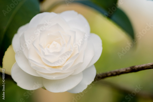 Bild auf Leinwand Detail of Camelia flower