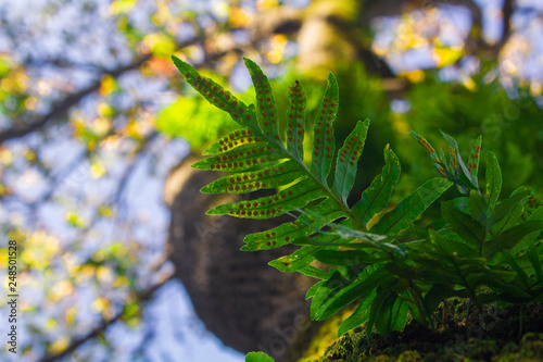 leaves of a tree