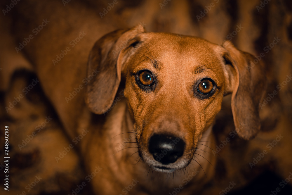 Portrait of Dachshund dog Portrait of Dachshund dog