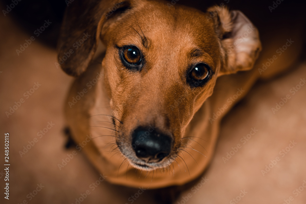Portrait of Dachshund dog