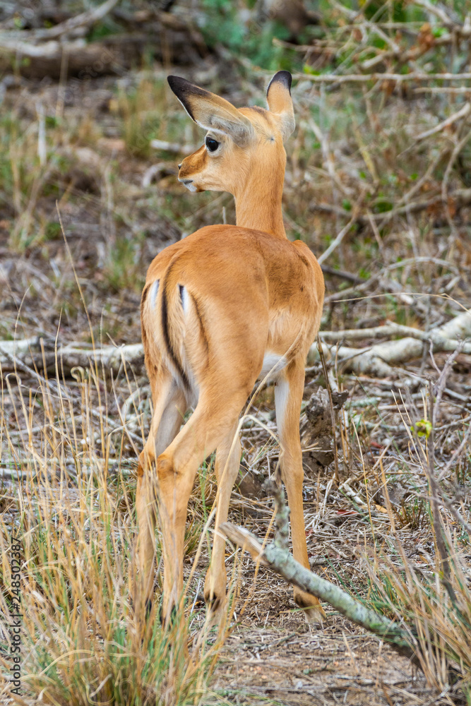 Fototapeta premium Kleine Impala Antilope im Kruger Nationalpark mit süßen Kulleraugen