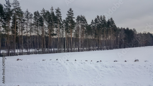 winter landscape with trees and snow © tomas