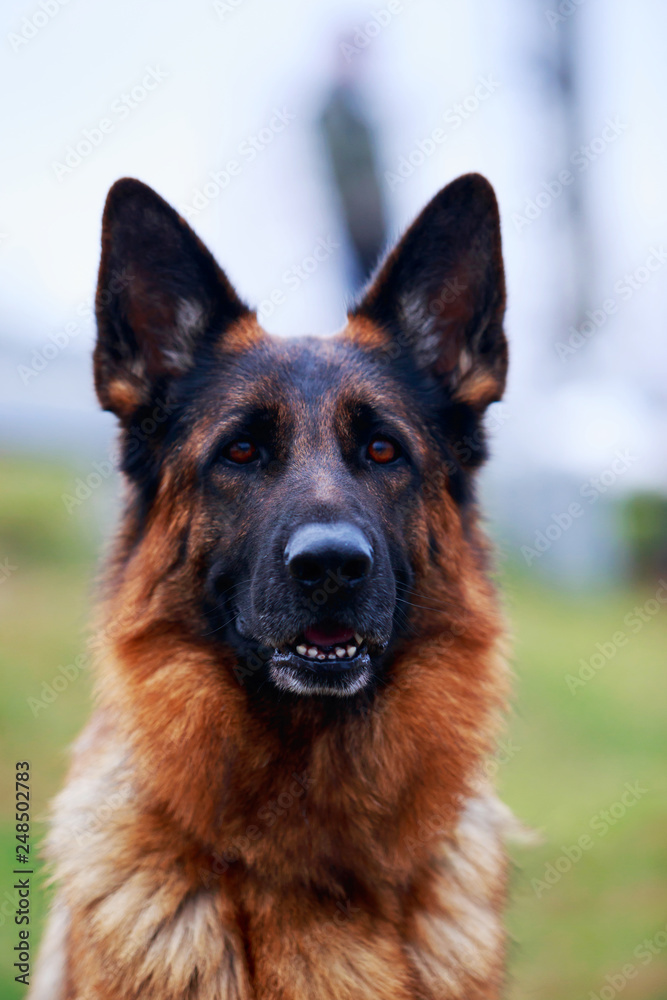 Dog breed German Shepherd Dog breed German Shepherd