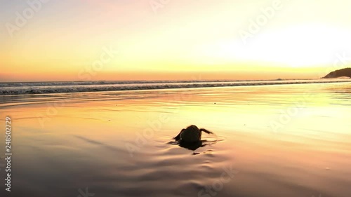 Atlantic Ridley sea baby turtles crossing the beach at sunrise.  Newborn tiny turtles heading to the sea waters for the first time. Turtle hatchlings on the sands of the beach. Wild turtles in the nat