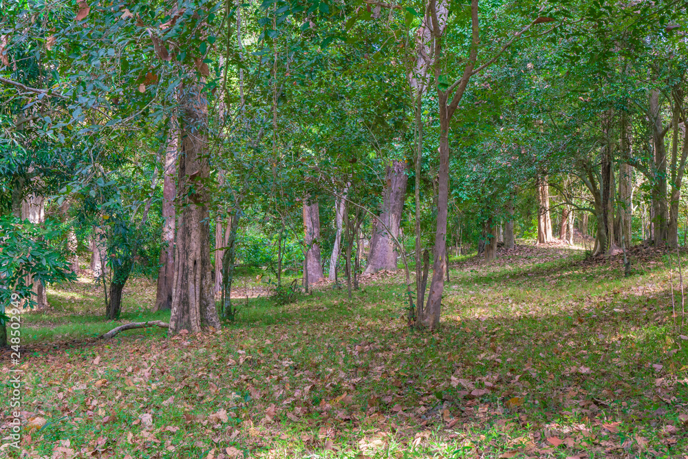 Naklejka premium 東南アジアの森