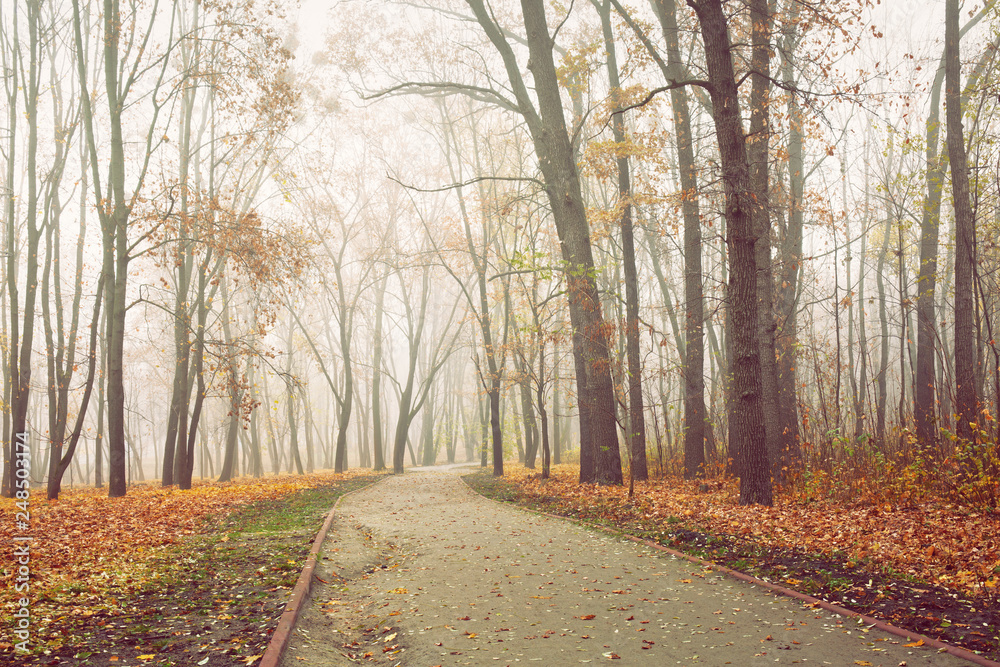 Path in city park on a cold and foggy November morning Path in city park on a cold and foggy November morning