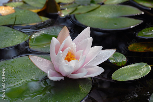 Pink water lily