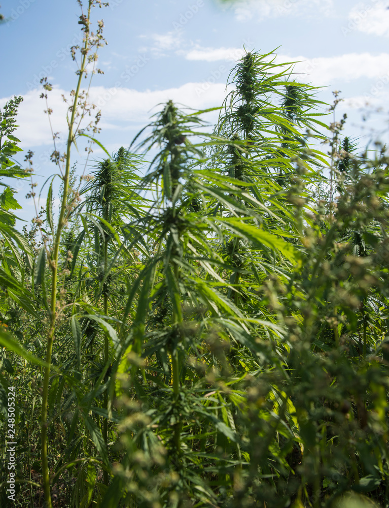 fields of industrial hemp in Estonia fields of industrial hemp in Estonia