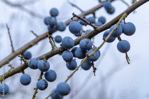 Obraz na płótnie blackthorn berries