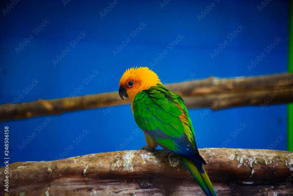 Yellow head Green Parrot sitting on tree branch Yellow head Green Parrot sitting on tree branch
