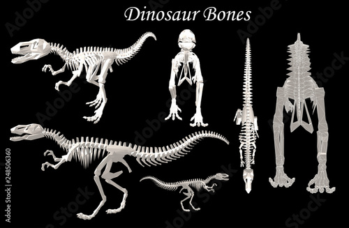Dinosaur Bone Vector Raptor 3d