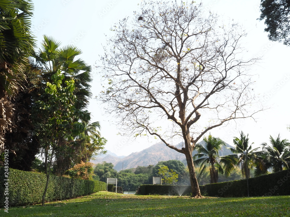 Obraz premium Autumn leaves