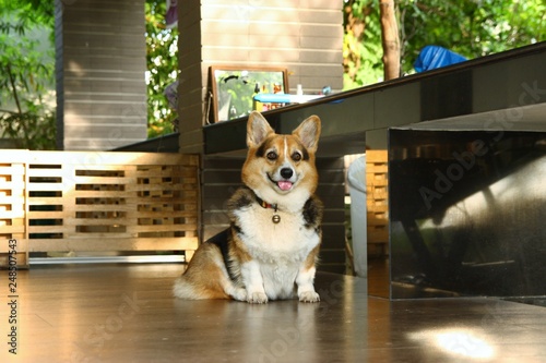 Cute corgi dog sitting at home