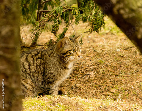 Scottish wildcat in highland scotland uk