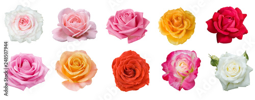 red,yellow,cream,white,pink rose set isolated on white background