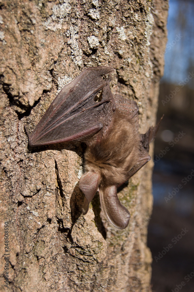Obraz premium Bat sleeps hanging in a tree