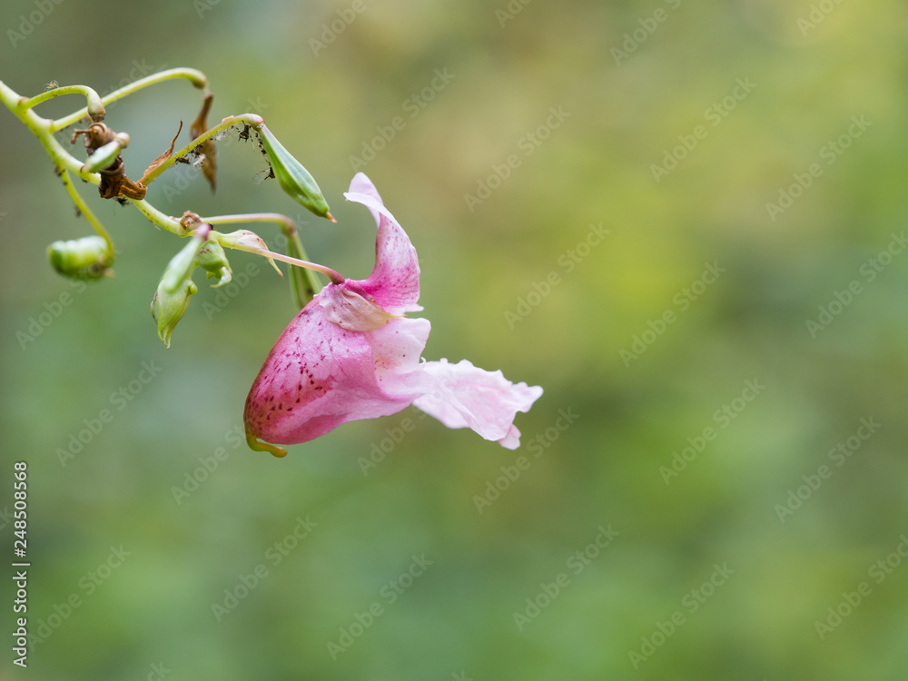 Obraz premium Pink blossom of Impatiens glandulifera flower