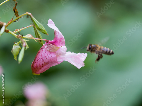 Pink blossom of Impatiens glandulifera flower and flying bee photo