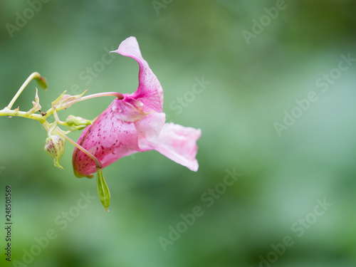 Pink blossom of Impatiens glandulifera flower