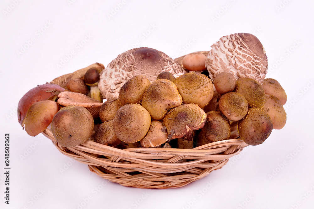 forest mushrooms in wicker plate on white background forest mushrooms in wicker plate on white background