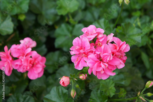 Pelargonium zonale pink flowers with green