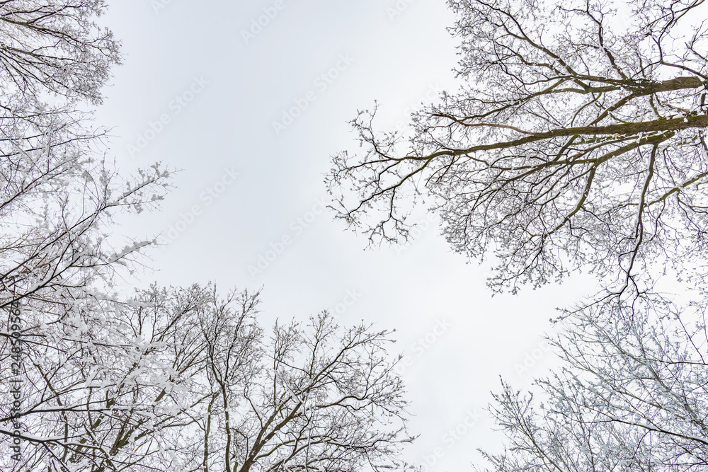 Looking up at the sky through willows and poplars trees covered by snow during a cold and icy winter Looking up at the sky through willows and poplars trees covered by snow during a cold and icy winter