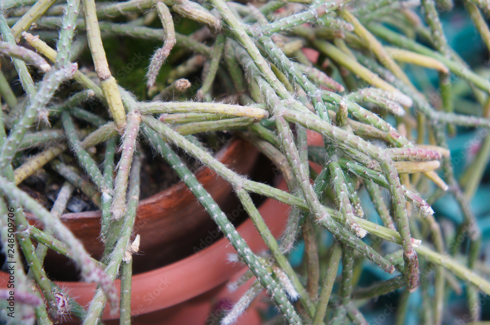 Rhipsalis fasciculata or mistletoe cactus green plant in pot