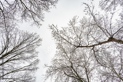 Looking up at the sky through  willows and poplars trees fcovered by snow during a cold and icy winter winter © Maxal Tamor