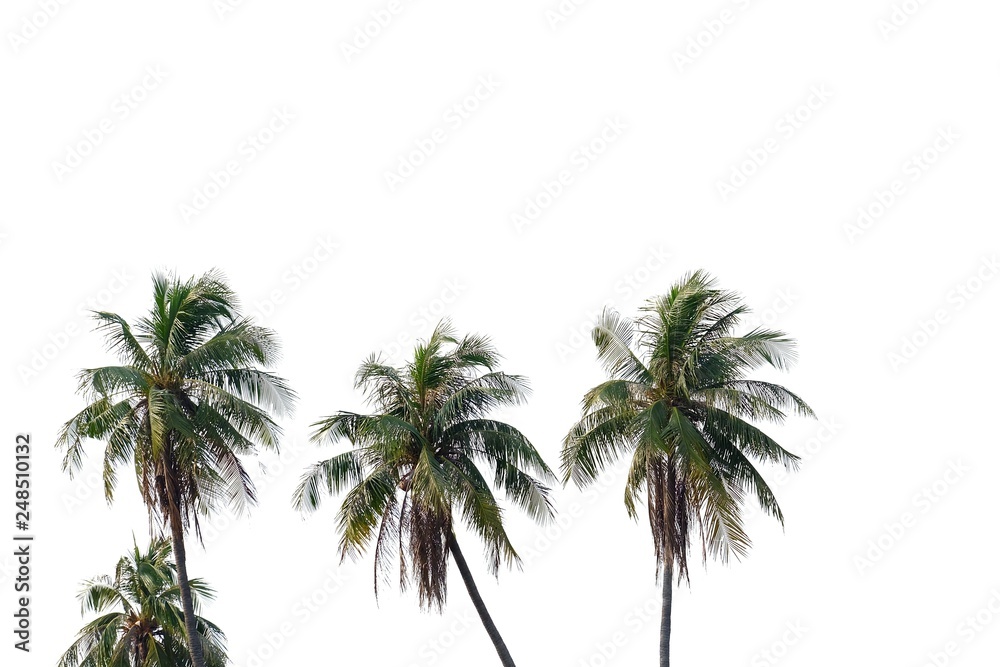 Fototapeta premium Tropical coconut tree trunks growing in a garden on white isolated background for green foliage backdrop 