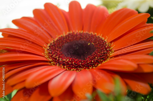 Gerbera flower close-up. Big orange daisy. Colorful wallpaper of flower bloom. Macro view photo. Selective focus.