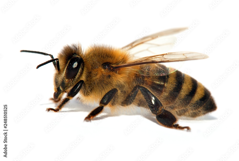 bee or honeybee or honey bee isolated on the white bee or honeybee or honey bee isolated on the white