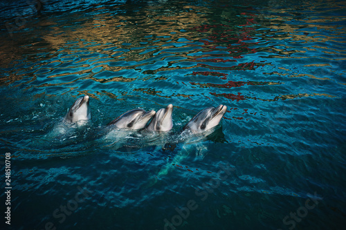 Photography dolphins