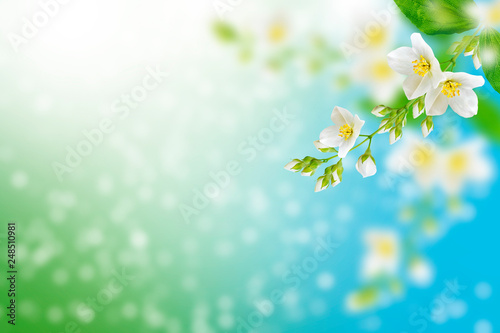 White jasmine The branch delicate spring flowers