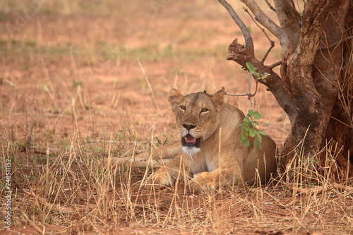 A lioness having rest under the tree