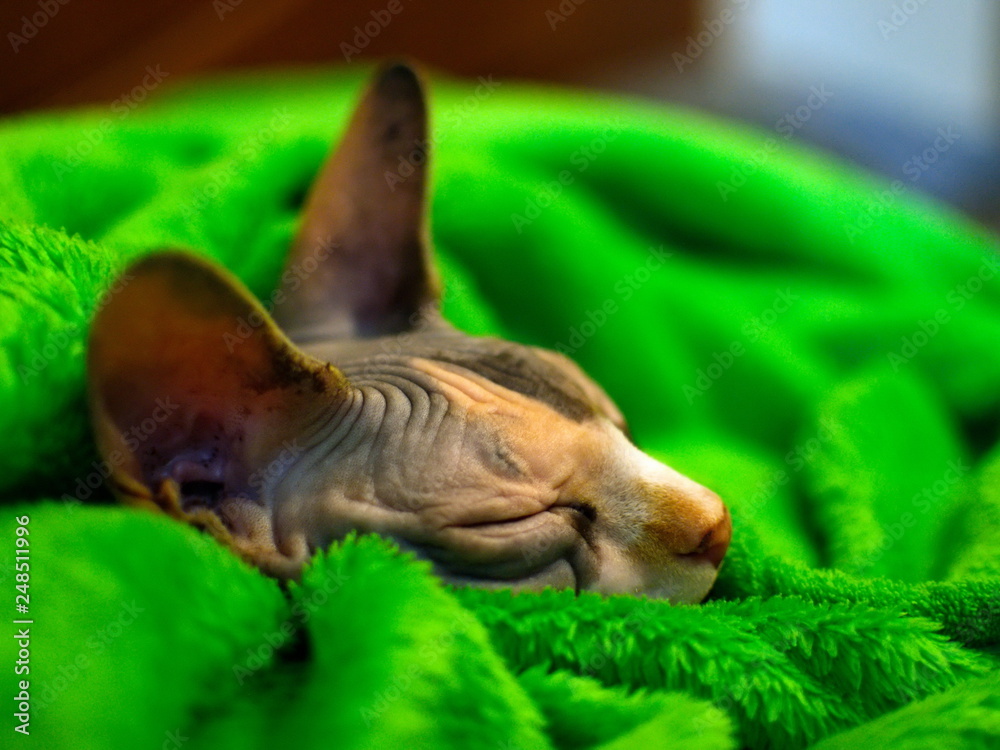 Sphynx cat wrapped in a blanket. Sphinx asleep in a green plaid. Sleeping Sphinx.
