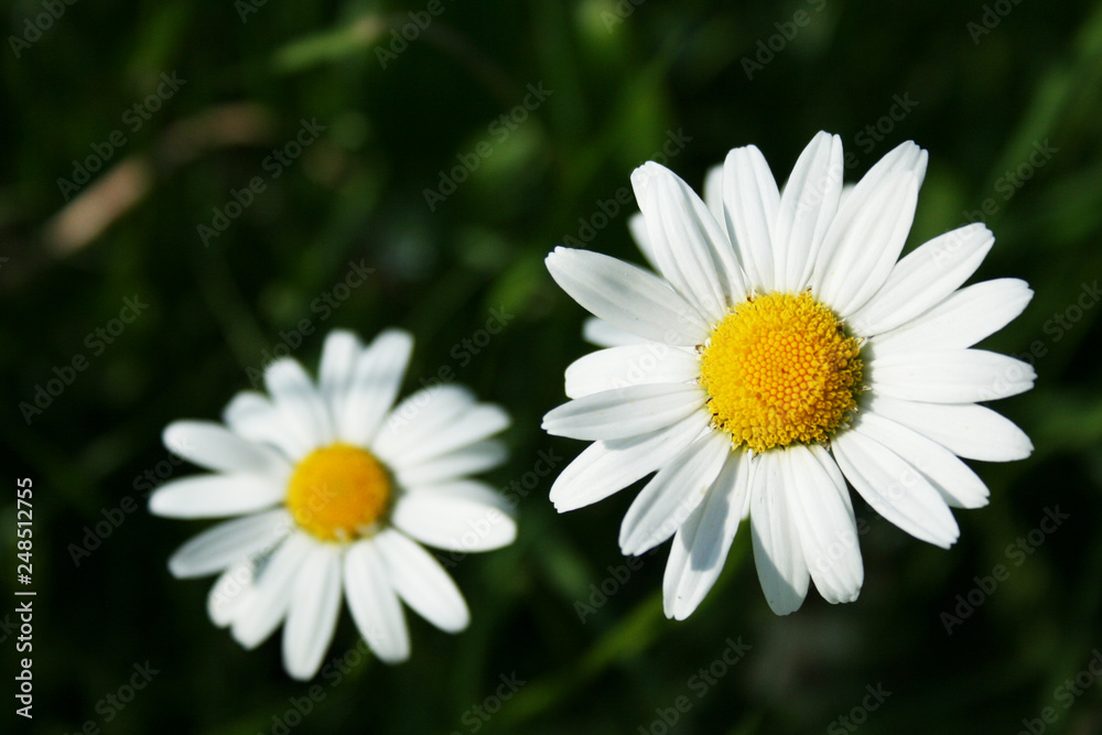 Fototapeta premium two blossoms of corn chamomile, (mayweed, scentless chamomile, field chamomile, Anthemis arvensis) on dark bokeh background