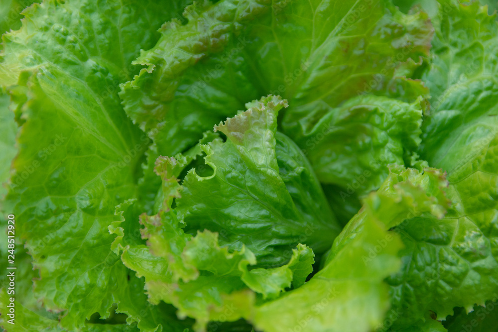 Salad leaf. Fresh Lettuce background. vegetables background Salad leaf. Fresh Lettuce background. vegetables background