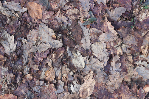 Ground oak beech tree leaves forest woods winter fall surface texture close up
