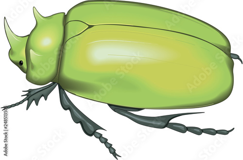 Scarab Beetle Vector Illustration